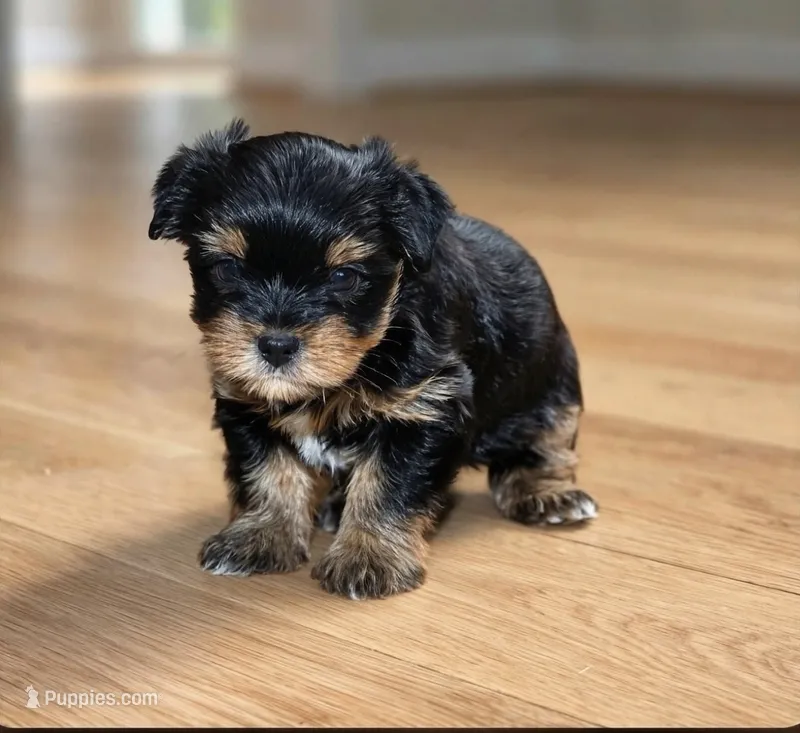 Mia – Yorkshire Terrier puppy for sale in Chula Vista, CA
