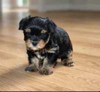 Mia, a female Yorkshire Terrier for sale in Chula Vista, CA – 1 of 1