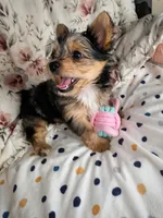 Salina , a female Yorkshire Terrier for sale in Chula Vista, CA – 3 of 7