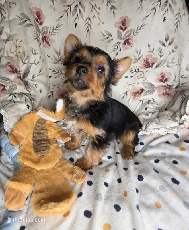 Tucker – Yorkshire Terrier puppy for sale in Chula Vista, CA