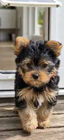 Alfea, a female Yorkshire Terrier for sale in Chula Vista, CA – 3 of 3