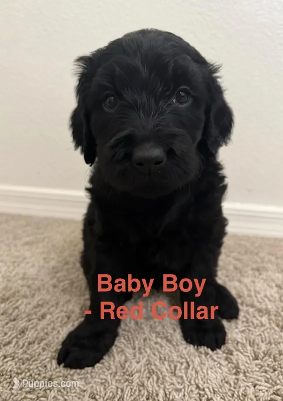 Baby Boy - Red Collar – Goldendoodle puppy for sale in Tucson, AZ