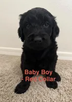 Baby Boy - Red Collar, a male Goldendoodle for sale in Tucson, AZ – Photo 1 of 5