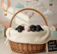 Baby Boy - Red Collar, a male Goldendoodle for sale in Tucson, AZ – Photo 2 of 5