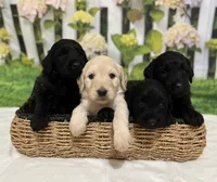 Baby Girl - Black Fur, a male Goldendoodle for sale in Tucson, AZ – Photo 4 of 5