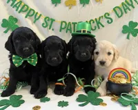 Baby Boy - White Fur, a male Goldendoodle for sale in Tucson, AZ – Photo 5 of 5