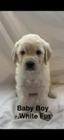 Baby Boy - White Fur, a male Goldendoodle for sale in Tucson, AZ – Photo 1 of 5