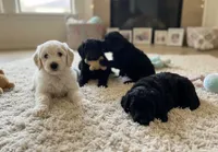 Baby Boy - White Fur, a male Goldendoodle for sale in Tucson, AZ – Photo 3 of 5