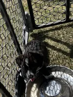 Lenore, a female Pembroke Welsh Corgi for sale in Borger, TX – Photo 4 of 7