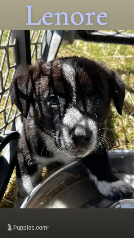 Lenore – Pembroke Welsh Corgi puppy for sale in Borger, TX