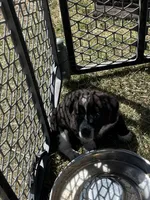 Lenore, a female Pembroke Welsh Corgi for sale in Borger, TX – Photo 6 of 7