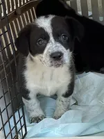 Reba, a female Pembroke Welsh Corgi for sale in Mustang, OK – Photo 2 of 2