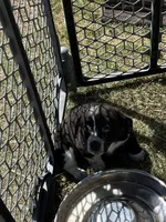 Lenore, a female Pembroke Welsh Corgi for sale in Borger, TX – Photo 5 of 7