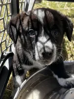 Lenore, a female Pembroke Welsh Corgi for sale in Borger, TX – Photo 3 of 7