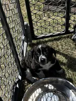 Lenore, a female Pembroke Welsh Corgi for sale in Borger, TX – Photo 7 of 7