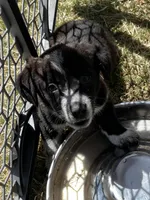 Lenore, a female Pembroke Welsh Corgi for sale in Borger, TX – Photo 2 of 7