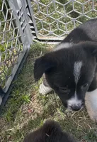 Clove, a female Pembroke Welsh Corgi for sale in Borger, TX – Photo 4 of 6