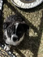 Clove, a female Pembroke Welsh Corgi for sale in Borger, TX – Photo 6 of 6