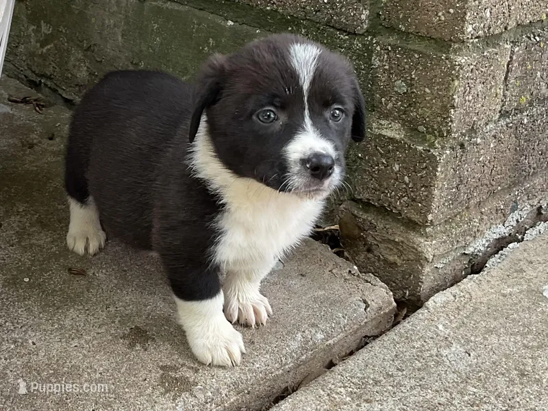 Dolly – Pembroke Welsh Corgi puppy for sale in Mustang, OK