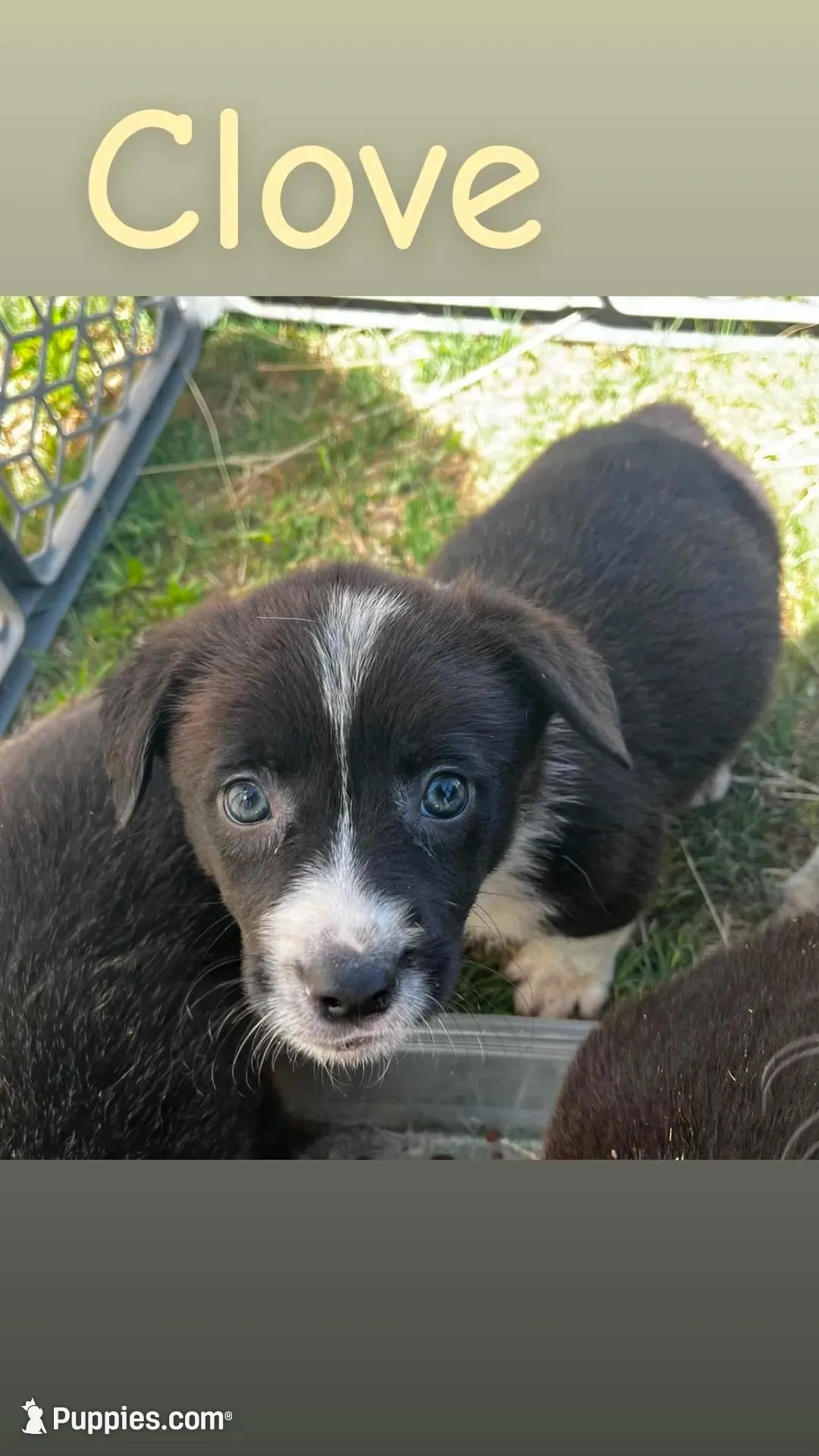 Clove, a female Pembroke Welsh Corgi for sale in Borger, TX – Photo 1 of 6