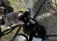 Clove, a female Pembroke Welsh Corgi for sale in Borger, TX – Photo 5 of 6