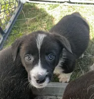 Clove, a female Pembroke Welsh Corgi for sale in Borger, TX – Photo 3 of 6