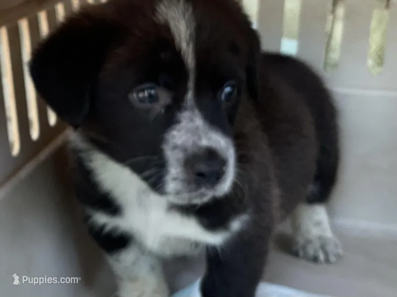 Marley – Pembroke Welsh Corgi puppy for sale in Mustang, OK