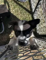 Trinket, a female Pembroke Welsh Corgi for sale in Borger, TX – Photo 6 of 10