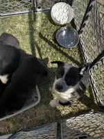 Trinket, a female Pembroke Welsh Corgi for sale in Borger, TX – Photo 9 of 10