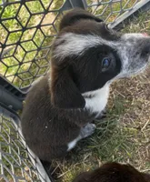 Trinket, a female Pembroke Welsh Corgi for sale in Borger, TX – Photo 4 of 10