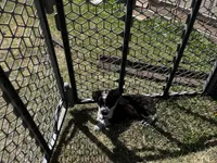 Trinket, a female Pembroke Welsh Corgi for sale in Borger, TX – Photo 10 of 10