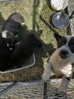 Trinket, a female Pembroke Welsh Corgi for sale in Borger, TX – Photo 8 of 10