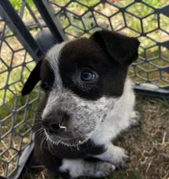 Trinket, a female Pembroke Welsh Corgi for sale in Borger, TX – Photo 5 of 10