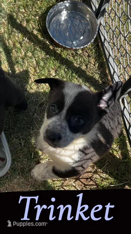 Trinket – Pembroke Welsh Corgi puppy for sale in Borger, TX