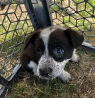 Trinket, a female Pembroke Welsh Corgi for sale in Borger, TX – Photo 7 of 10
