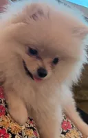 Amoya, a female Pomeranian for sale in Tampa, FL – 4 of 4