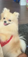 Amoya, a female Pomeranian for sale in Tampa, FL – 3 of 4