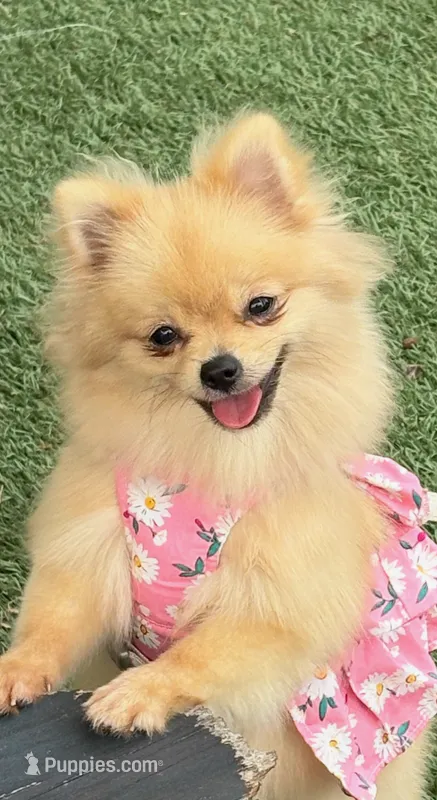 Amoya – Pomeranian puppy for sale in Tampa, FL