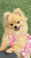 Amoya, a female Pomeranian for sale in Tampa, FL – 1 of 4