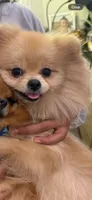 Amoya, a female Pomeranian for sale in Tampa, FL – 2 of 4