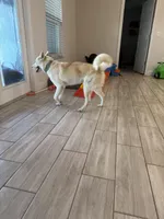 Luka, a male Siberian Husky for sale in Port Charlotte, FL – Photo 6 of 6