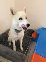 Luka, a male Siberian Husky for sale in Port Charlotte, FL – Photo 5 of 6