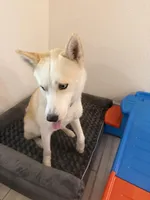 Luka, a male Siberian Husky for sale in Port Charlotte, FL – Photo 4 of 6