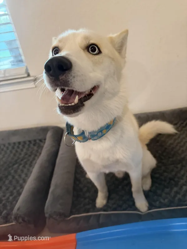 Luka – Siberian Husky puppy for sale in Port Charlotte, FL