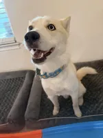 Luka, a male Siberian Husky for sale in Port Charlotte, FL – Photo 1 of 6