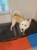 Luka, a male Siberian Husky for sale in Port Charlotte, FL – Photo 3 of 6