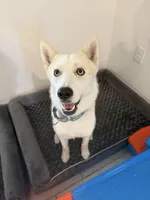 Luka, a male Siberian Husky for sale in Port Charlotte, FL – Photo 2 of 6