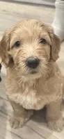 Pancake , a female Goldendoodle for sale in Modesto, CA – 5 of 8
