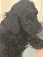 Shadow, a female Goldendoodle for sale in Modesto, CA – 3 of 5