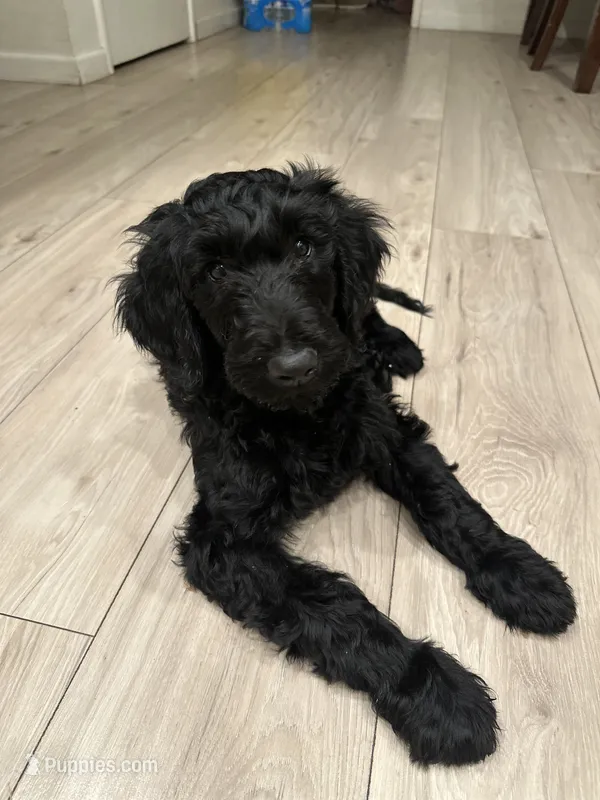 Shadow – Goldendoodle puppy for sale in Modesto, CA